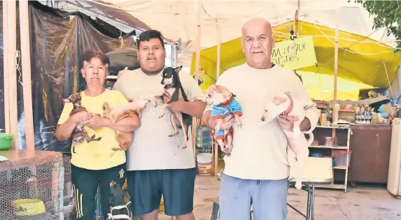  ??  ?? Bertín Marín y su familia no quieren irse a un albergue para no abandonar a los caninos que recogen de la calle. Tres días después del sismo tuvieron que desalojar la casa que rentaban.