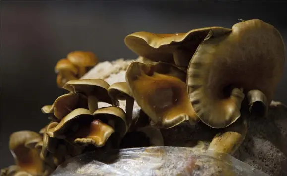  ?? VIRGINIA MAYO — THE ASSOCIATED PRESS ?? Different varieties of mushrooms grow in various substrates at Le Champignon de Bruxelles urban farm in the cellars of Cureghem in Brussels, Feb. 5. When the founding members of the company first tried to grow their Shiitake, Maitake and Nameko mushroom varieties using coffee grounds as a substrate, they realized the fungi much preferred organic beer waste.