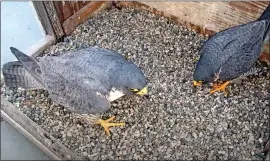  ?? PHOTOS BY CAL FALCONS VIA YOUTUBE ?? An image taken from the Cal Falcons YouTube video shows peregrine falcons Annie, left, and Lou, who are roosting on UC Berkeley's Campanile tower.