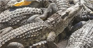  ??  ?? Padenga Holdings Limited management is upbeat the firm will meet its target cull of 46 000 crocodiles this year