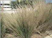  ??  ?? GROUND COVER: One of Durban’s most popular grasses, Aristida junciformi­s or Ngongoni grass, is an excellent ground cover and creates a wave of dancing foliage.