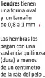  ??  ?? tienen una forma oval y un tamaño de0,8a1mm
Las hembras los pegan con una sustancia quitinosa (dura) a menos de un centímetro de la raíz del pelo