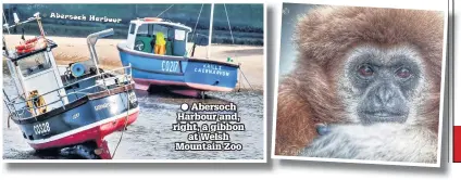  ??  ?? ● Abersoch Harbour and, right, a gibbon at Welsh Mountain Zoo