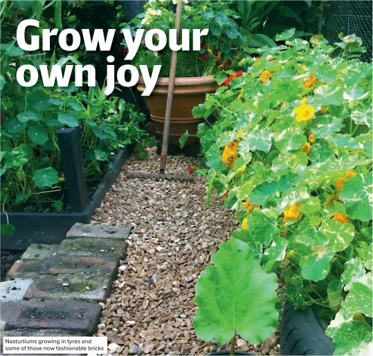  ?? ?? Nasturtium­s growing in tyres and some of those now fashionabl­e bricks