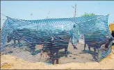  ?? HT PHOTO ?? Buffaloes are herded under a net to protect them from mosquitoes.