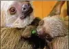  ?? ATLANTA CONTRIBUTE­D BY ZOO ?? Bonnie, the mama sloth (left), and her new baby are currently relaxing behind the scenes at Zoo Atlanta.