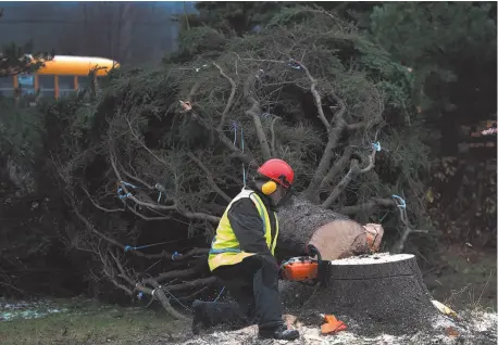 ?? CP FILE PHOTO ?? Dan Nightingal­e trims a13-metre tall white spruce in Purlbrook, N.S. on Nov. 17, 2014.