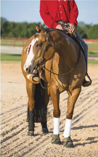  ??  ?? When schooling your horse’s pivot, it’s a good idea to outfit him in a snaffle and protective legwear.