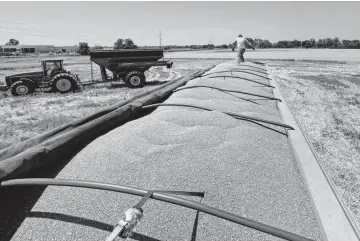  ??  ?? Oklahoma wheat farmers reaped a bountiful harvest this year, but so did farmers elsewhere, which has helped drive prices lower. Chicago wheat prices fell to a 10-year low last week, and some farmers are getting even less locally for their crop.