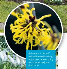  ??  ?? Galanthus ‘S. Arno ’ naturalise­s well among hellebores. Above, spicy witch hazel perfume fills the air