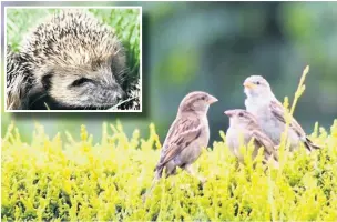  ?? Alan Wright ?? ●● Hedgehogs have suffered from habitat loss, whilst hedges are safe places for birds like our garden sparrows