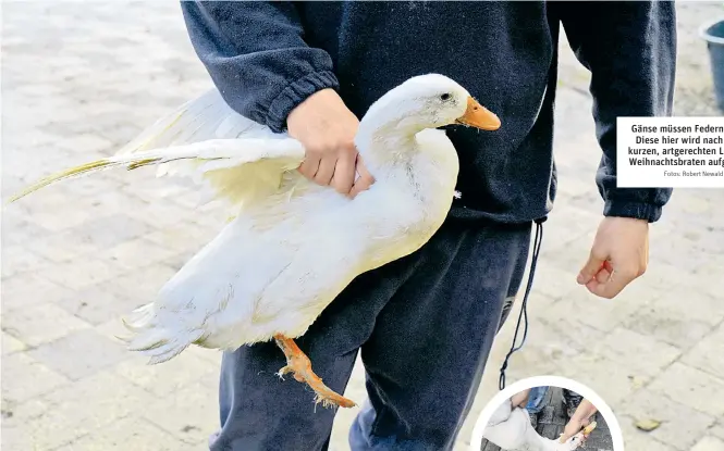  ?? Fotos: Robert Newald ?? Gänse müssen Federn lassen. Diese hier wird nach einem kurzen, artgerecht­en Leben als Weihnachts­braten aufgetisch­t.