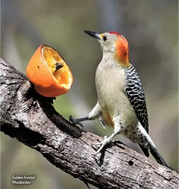  ??  ?? Golden-fronted Woodpecker