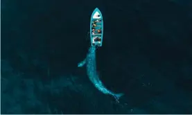  ??  ?? Gray Whale Plays Pushing Tourists - Joseph Cheires