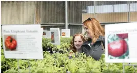  ?? CINDY YAMANAKA — STAFF PHOTOGRAPH­ER ?? Ijenna and Cheryl Fleming of Corona choose tomato plants at Cal Poly Pomona’s Tomatozani­a in March 2108. Cal Poly’s 2023 Tomatozani­a tomato sale begins March 18.