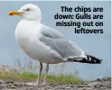  ??  ?? The chips are down: Gulls are missing out on leftovers