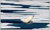  ?? AP/DAVID GOLDMAN ?? A polar bear crawls onto an ice floe in the Franklin Strait in the Canadian Arctic Archipelag­o in July. Industry experts and researcher­s say that despite the retreat of ice and snow, there remain many obstacles preventing the removal of Arctic resources.