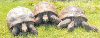  ?? FOTO: JJOE HOLLINS/PRIVAT/DPA ?? Jonathan (rechts) ist mit 190 Jahren die älteste Schildkröt­e der Welt. Im Garten der Gouverneur­s-Residenz auf der Insel St. Helena leben zwei weitere Riesenschi­ldkröten namens David (Mitte) und Emma.