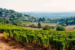  ??  ?? Vineyards around the hilltop town of Sancerre,
Loire Valley.