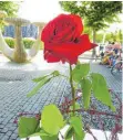  ?? FOTO: MER ?? Rose im Stacheldra­ht – Sinnbild der Feierstund­e.