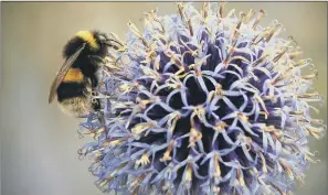  ??  ?? POLLINATOR­S: The Yorkshire Dales Millennium Trust needs people to complete ‘bee walks’.