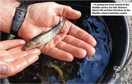  ?? ?? A young sea trout reared at the Kielder centre. Far left, Richard Bond, left and Ben Strachan at the Kielder salmon hatchery centre