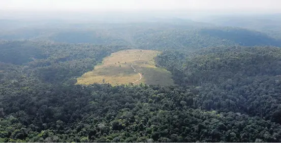  ?? NACHO DOCE/REUTERS - 11/9/2019 ?? Floresta. Análise anterior indicou que bioma é pouco favorável; Amazônia abriga apenas 144 mil hectares, cerca de 1,5% do total de área plantada de cana