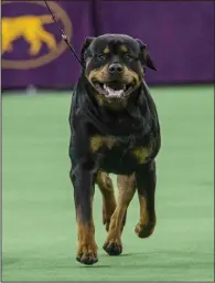  ?? (AP Photo/Mary Altaffer, File) ?? A Rottweiler competes at the 140th Westminste­r Kennel Club dog show at Madison Square Garden in New York in 2016.