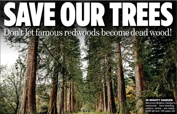  ??  ?? IN MIGHTY DANGER: Benmore Botanic Garden’s redwoods – here dwarfing visitors, centre – are nearly 200ft tall and 156 years old