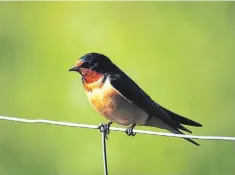  ?? DREW MONKMAN SPECIAL TO THE EXAMINER ?? Left: Barn swallows declined by 66 per cent in Ontario between 1970 and 2014.