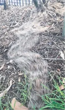  ??  ?? Bag-shelter moth larvae are out in force on the Gold Coast.