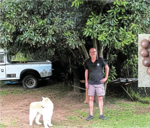  ?? Pictures: SUPPLIED ?? ALL GONE NUTS: BJ and Chloe Backlund beneath the macadamia tree that is raining nuts. Brown shelled nuts, above, are ripe and ready to be cracked