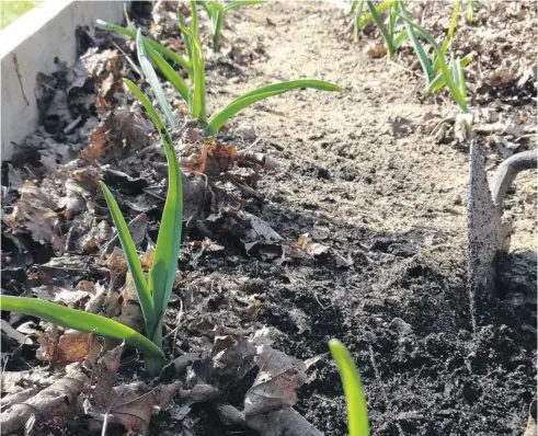  ??  ?? To jump- start garlic, hoe in nitrogen- rich fertilizer around the first day of spring.