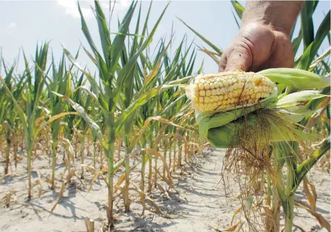  ?? SETH PERLMAN/ ASSOCIATED PRESS FILES ?? Higher temperatur­es will reduce Midwest crop yields by 19 per cent by mid-century and by 63 per cent by the end of the century, according to a new report backed by three leading U.S. business veterans.