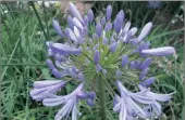  ??  ?? DIY: Make use of nature’s generosity and collect Agapanthus seeds and plant them in your garden for a cheap way to make it beautiful.