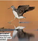 Home comforts for Sandpipers - PressReader