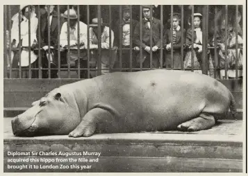  ??  ?? Diplomat Sir Charles Augustus Murray acquired this hippo from the Nile and brought it to London Zoo this year