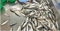  ??  ?? SUMMER HEAT: Retailers at the Muttrah fish market say the price of fish appreciate­s, as the quantity of fish that makes its way into the market declines.