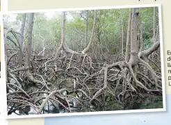  ??  ?? Enchevêtre­ment de racines et de lianes dans la mangrove du parc national Los Haitises.