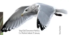  ??  ?? Vega Gull, Duncannon Harbour, Co. Wexford, Ireland, 13 January