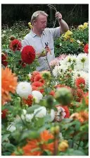  ??  ?? Keep your dahlias from flopping by adding an emergency stake