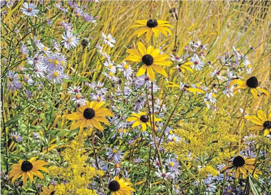  ?? THERESA FORTE PHOTOS SPECIAL TO TORSTAR ?? An exuberant grouping of wildflower­s includes violet asters with yellow centres, golden rudbeckia with chocolate brown centres and fluffy goldenrod, all poking through a meadow of grasses. If you stop and examine such a grouping for a moment or two, you will start to notice the finer details. Violet and yellow are opposites on the colour wheel (complement­ary colours) and this adds excitement to the grouping — the colours really pop.
Also, asters and goldenrod are magnets for pollinator­s — this group was buzzing with golden yellow bees. With a little planning, this combinatio­n of native perennials would be easy to replicate in a home garden.