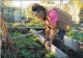  ??  ?? Maria Enriqueta Muos checks for weeds in a planter box at her plot at the community garden.