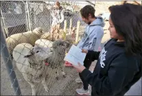  ?? Dan Watson/The Signal ?? Mia Lewis, center, and Jana Lam, 13, read a book to sheep during the Kids Loving Animals Within Shelters (KLAWS) event, held Wednesday, Oct. 30, at the Castaic Animal Care Center.