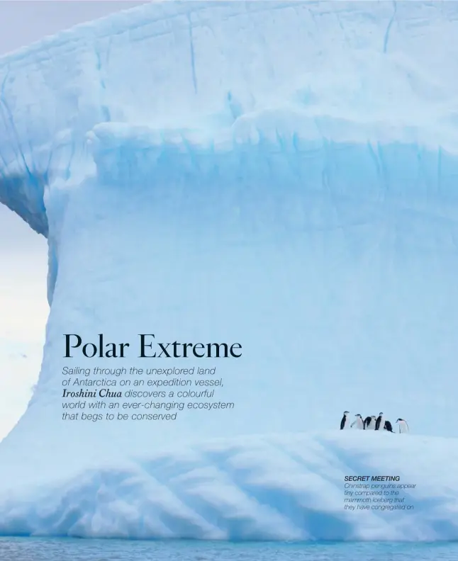  ??  ?? SECRET MEETING Chinstrap penguins appear tiny compared to the mammoth iceberg that they have congregate­d on