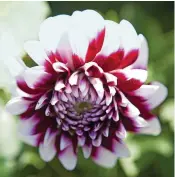  ??  ?? The eye-catching dahlia ‘Rothesay Reveller’ provides long-lasting colour, even in shade