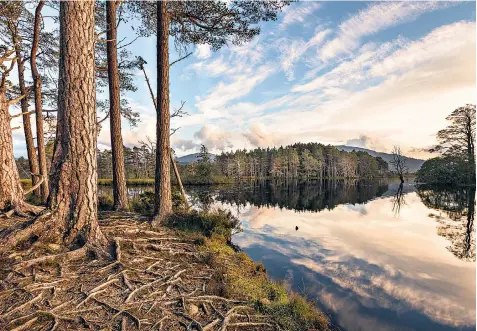  ??  ?? Woodland profit: investing in a UK commercial forest has generated 18.4pc a year over 10 years, after a slide in values as the market was flooded with lumber from the Baltic states