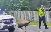  ?? ?? The emu was snapped wandering the streets and escorted home by the police.