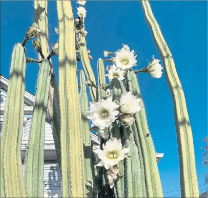  ?? TOM KARWIN — CONTRIBUTE­D ?? Blooms of a San Pedro cactus.