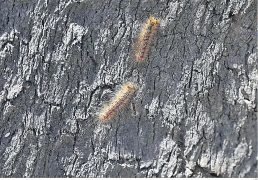  ?? EFE ?? Ejemplares de ‘lymantria dispar’ trepan un alcornocal del Parque Natural.